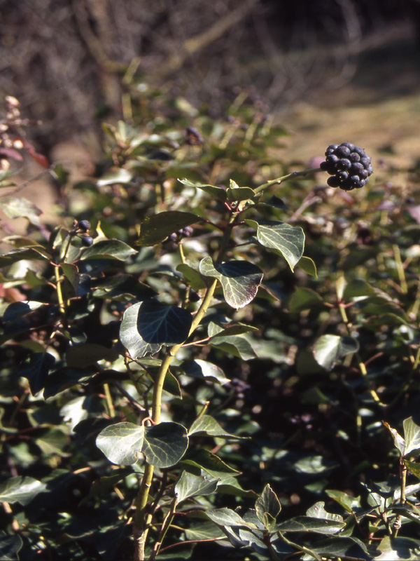 Hedera helix / Edera